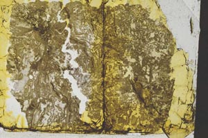 Plane Polarized, S35146