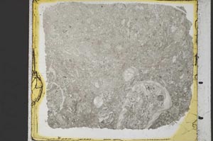 Plane Polarized, S35242