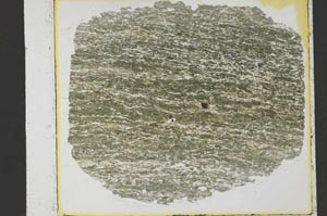 Plane Polarized, S35282