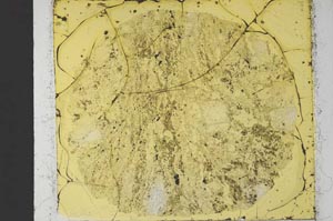 Plane Polarized, S35286