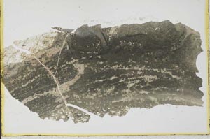 Plane Polarized, S35299