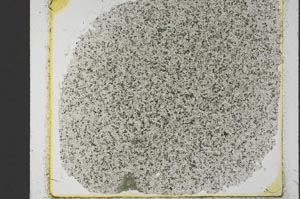 Plane Polarized, S35324