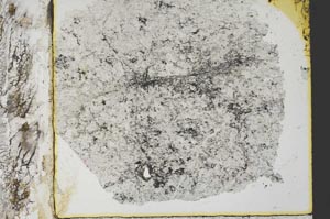 Plane Polarized, S35425