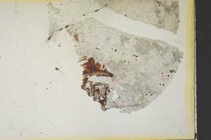 Plane Polarized, S35430