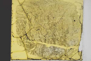 Plane Polarized, S35436