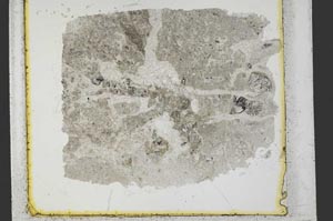 Plane Polarized, S35523