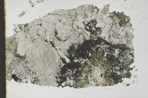 Plane Polarized, S35593