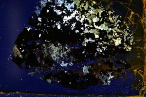 Cross Polarized, S35616