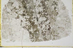 Plane Polarized, S35640