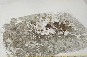 Plane Polarized, S35648