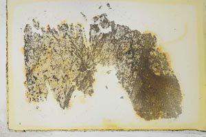 Plane Polarized, S35742