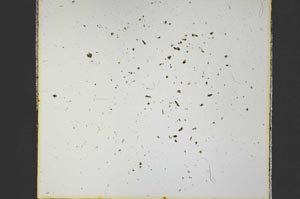 Plane Polarized, S35772/A