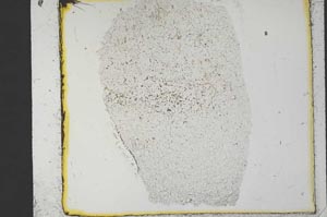 Plane Polarized, S35816