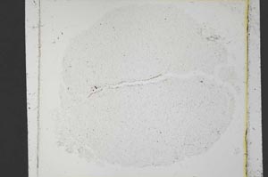 Plane Polarized, S35817