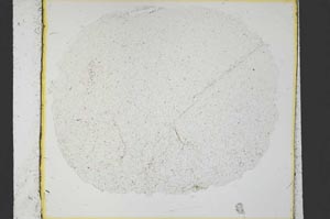 Plane Polarized, S35818