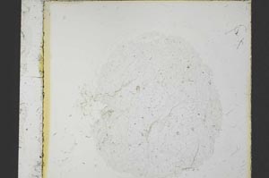 Plane Polarized, S35820