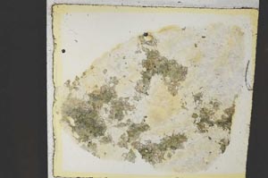 Plane Polarized, S35834