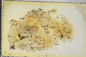 Plane Polarized, S35839
