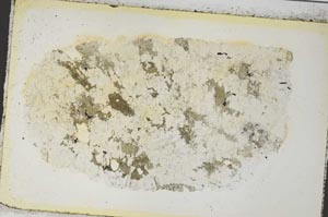 Plane Polarized, S35843