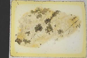 Plane Polarized, S35846
