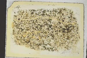 Plane Polarized, S35852