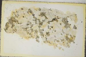 Plane Polarized, S35866