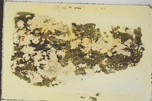 Plane Polarized, S35868