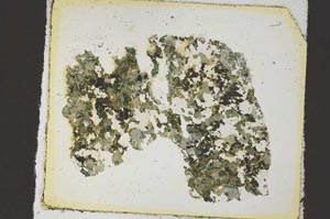 Plane Polarized, S35880