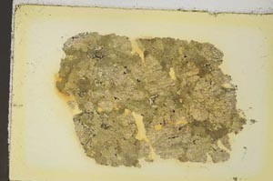 Plane Polarized, S35883