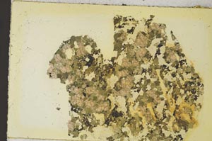 Plane Polarized, S35888