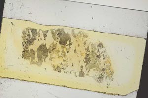 Plane Polarized, S35889