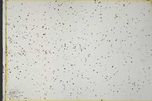 Plane Polarized, S35907/A