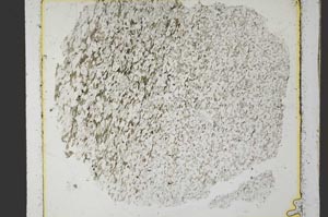 Plane Polarized, S35978