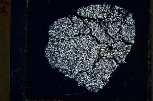 Cross Polarized, S35999