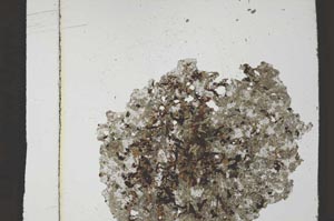 Plane Polarized, S36067/A