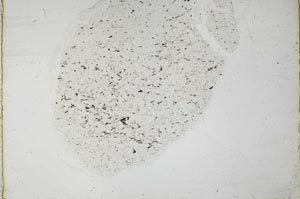Plane Polarized, S36119