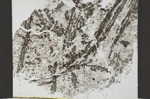 Plane Polarized, S36147