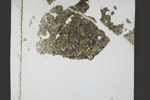 Plane Polarized, S36161/A