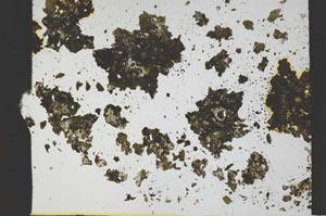 Plane Polarized, S36181
