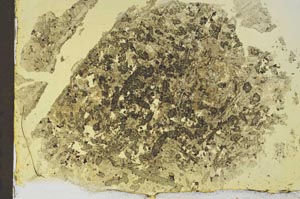 Plane Polarized, S36192
