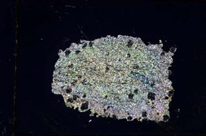 Cross Polarized, S36259