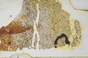 Plane Polarized, S36260