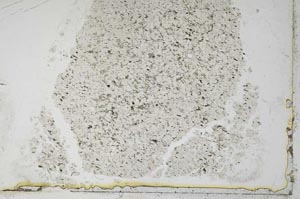 Plane Polarized, S36287