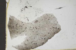 Plane Polarized, S36295
