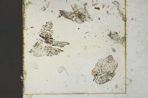 Plane Polarized, S36306