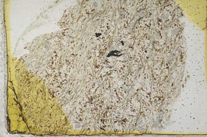 Plane Polarized, S36308