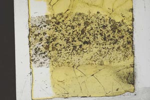 Plane Polarized, S36332
