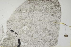 Plane Polarized, S36364/A