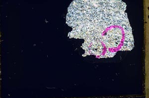 Cross Polarized, S36366