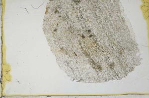 Plane Polarized, S36383